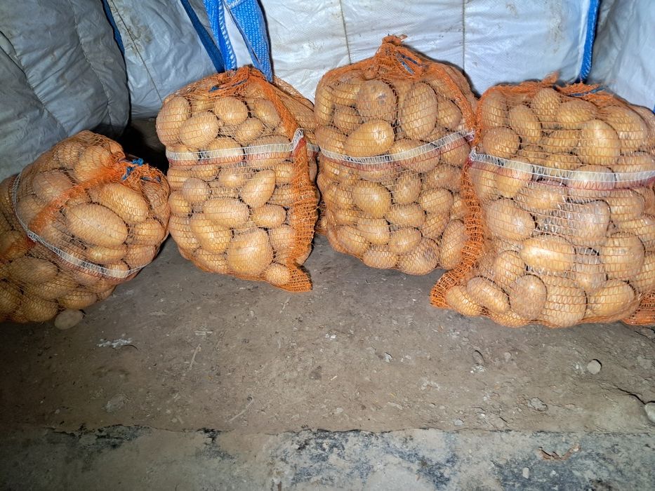 Ziemniaki Soraya Bernina Lord