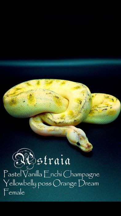 Węże, samce i samice -20%  do 5/12!!