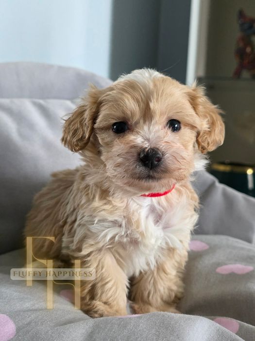 Maltipoo**Cudowny Chłopak**ZAREZERWOWANY