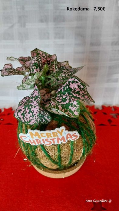 Kokedamas e Decoração artística - Plantas com Arte