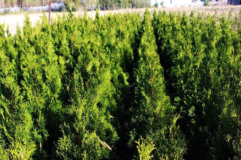 Tuja szmaragd 110 cm. Szkółka.