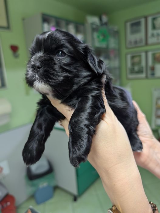 Szczenię Shih tzu piesek z genem blue