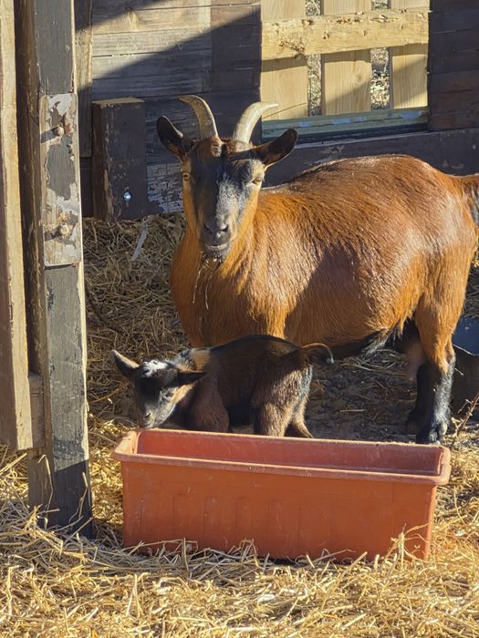 Cabras anãs _ super queridas