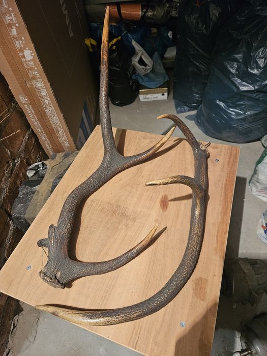 Stare poroże jelenia, 75cm