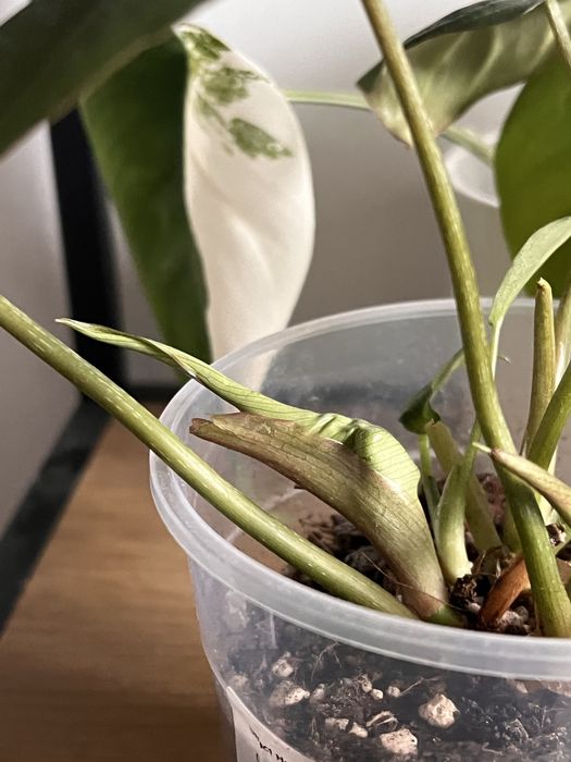 Wymienię philodendrona gloriosum