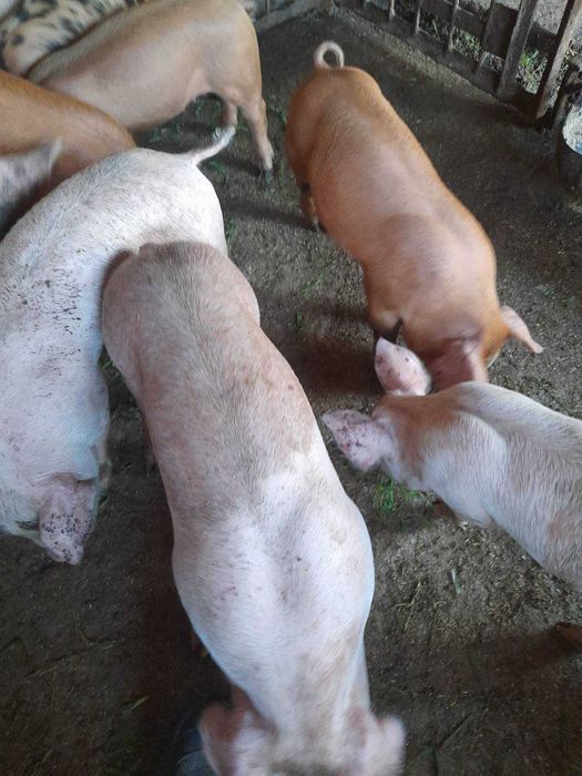 Продам дуже гарних поросят