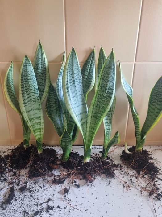 Sansewieria Kwiat doniczkowy wężownica język teściowej sadzonka