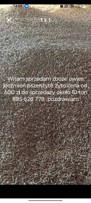 Zboże  pszenżyto jęczmień ozimy