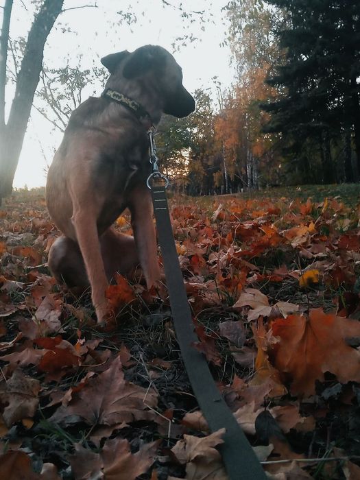 Отдам двоих собачек