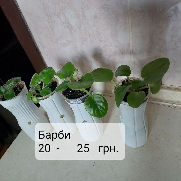 Не дорого: детки и взрослые цветущие фиалки