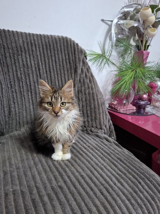 Кошенята 3,5 міс.