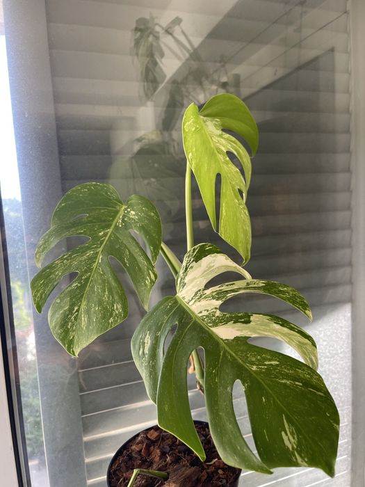 planta Monstera variagata