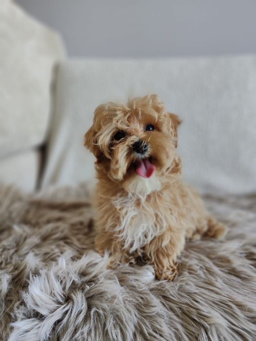 Maltipoo suczka Warszawa