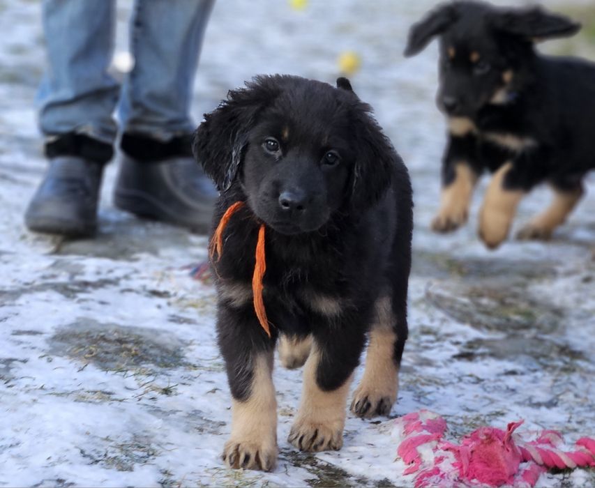 szczenię rasy Hovawart