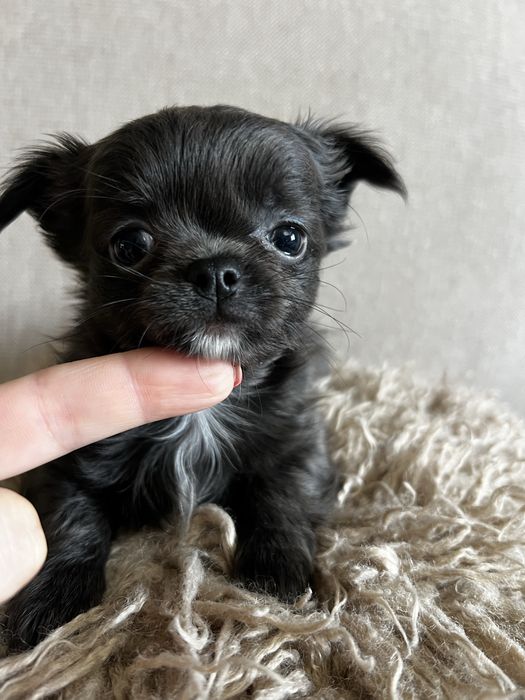 Chihuahua długowłosa sunia