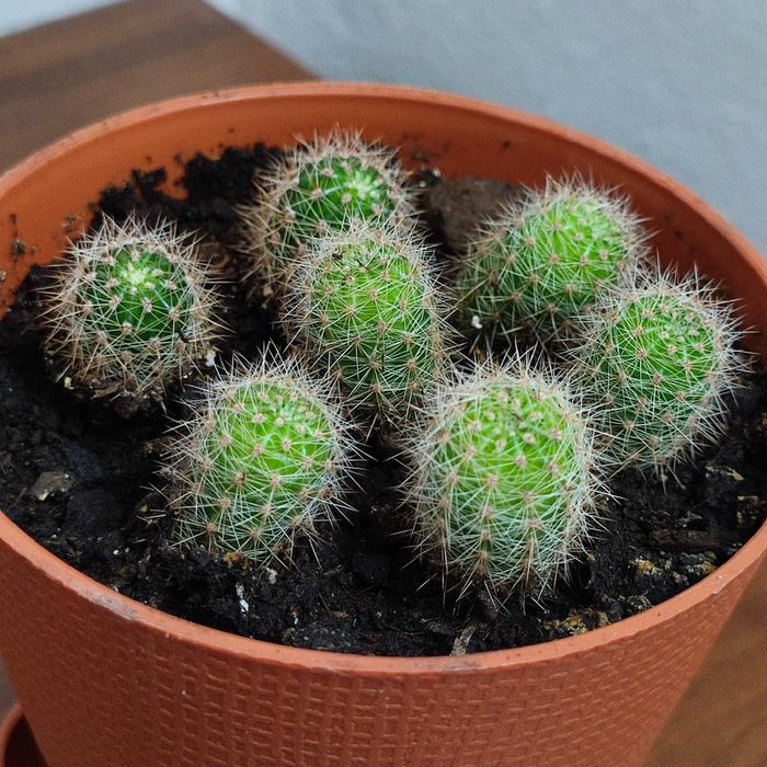 Кактуси кімнатний ехінопсис эхинопсис