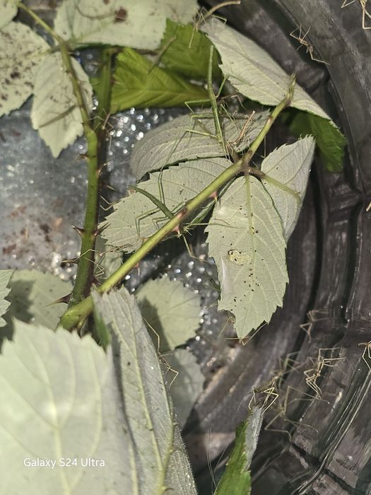 Patyczaki rogate i skrzydlate nadwyżka hodowlana maluchy