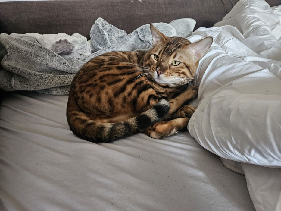 Reproduktor kot bengalski