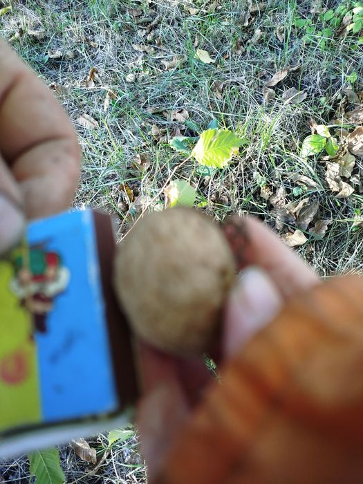 Продам саджанці плодових і декор.дерев