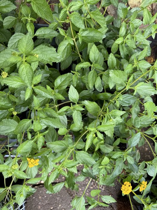 lantana montevidensis
