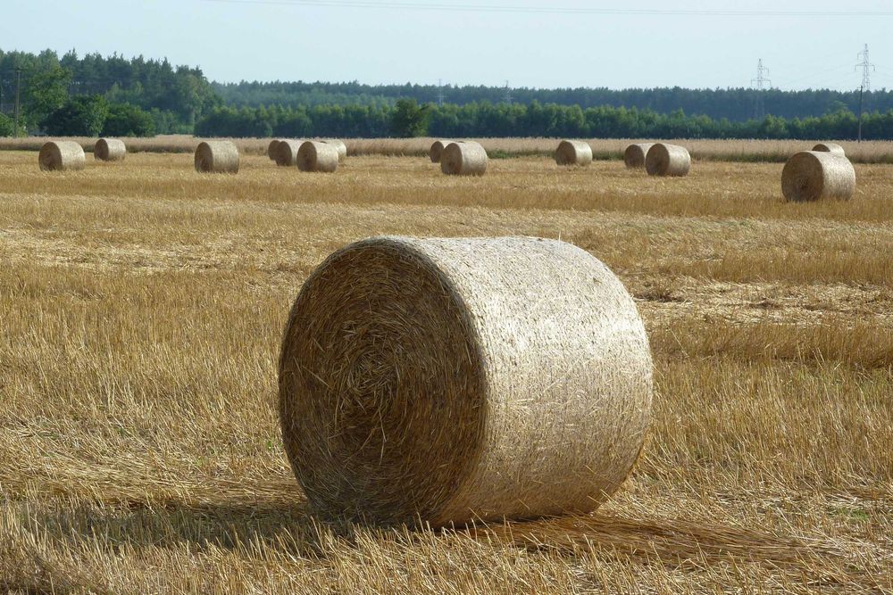 Słoma w belach tego roczna