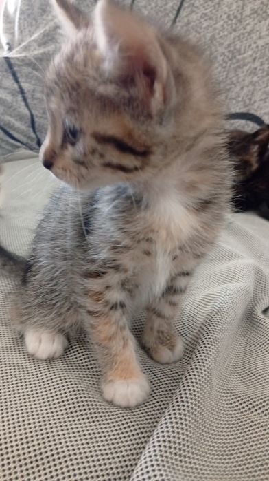 Gatinhos bebés para adoção responsável