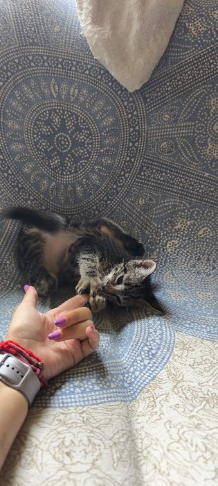 Gatinhos para adoção