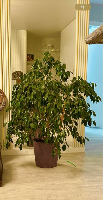 Фикус, большой, живой, шикарный