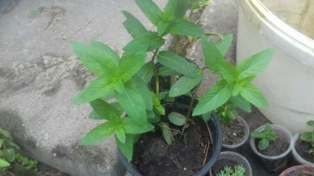 Мята лечебная ,чабрец садовый пестролистный