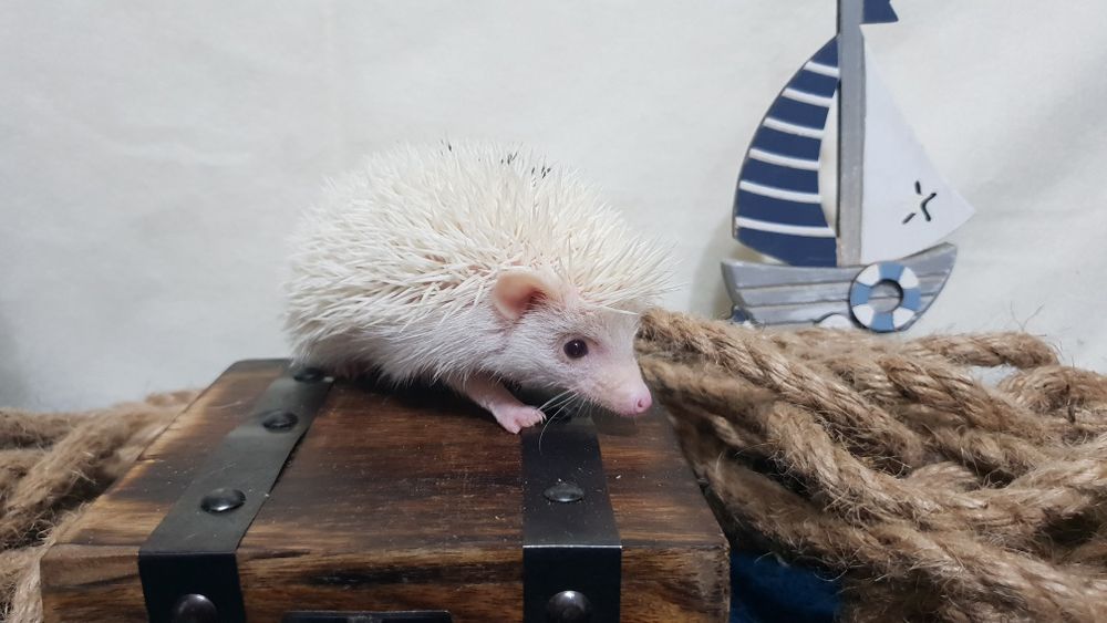Jeż Pigmejski Jeż Afrykański, cudowne kasztanki