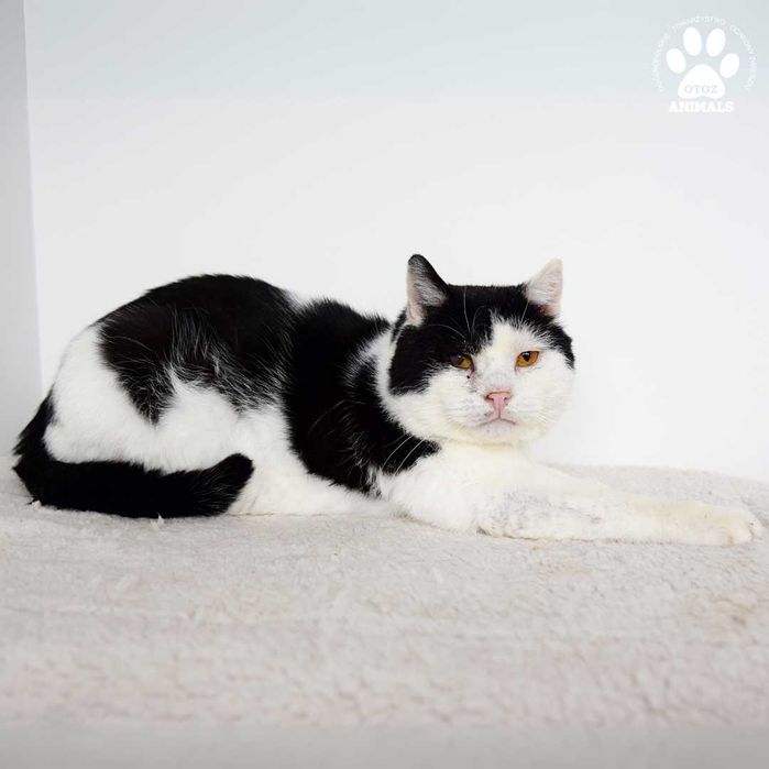 Łagodny kocurek do adopcji! Poznajcie Mariana!