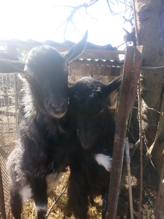 Козёл для вязки на племя.