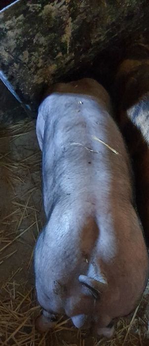 хрячков на племя Кантор  Пьетрен беркшир большой выбор