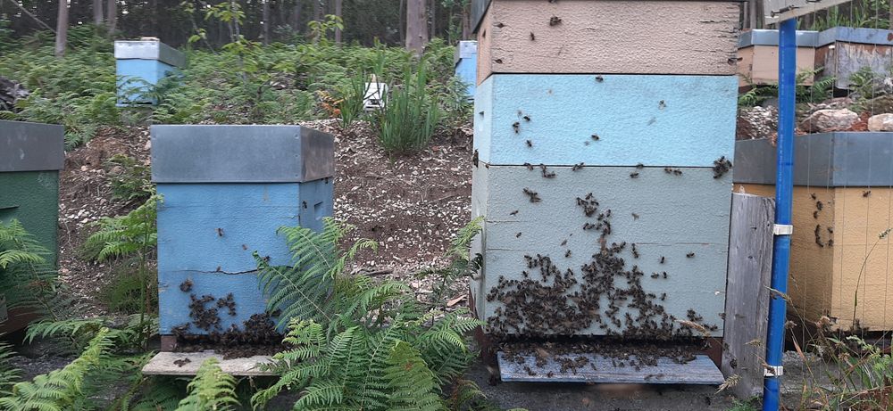 enxames de abelhas nucleos lusitana