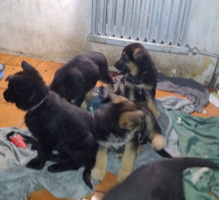 Szczeniaki owczarka niemieckiego