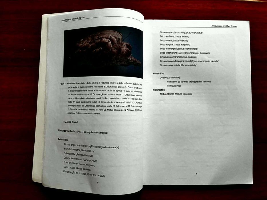 Anatomia do Encéfalo do Cão: Trabalhos Práticos