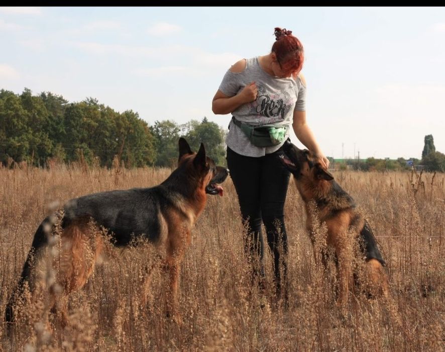 Цеценята німецької вівчарки.Стандарт та дш