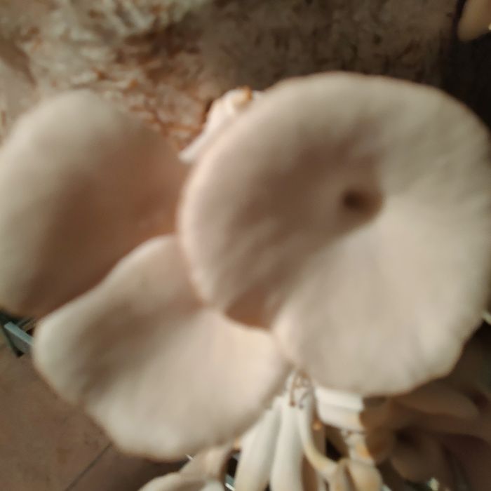 Świeże Boczniaki ZAPRASZAM!