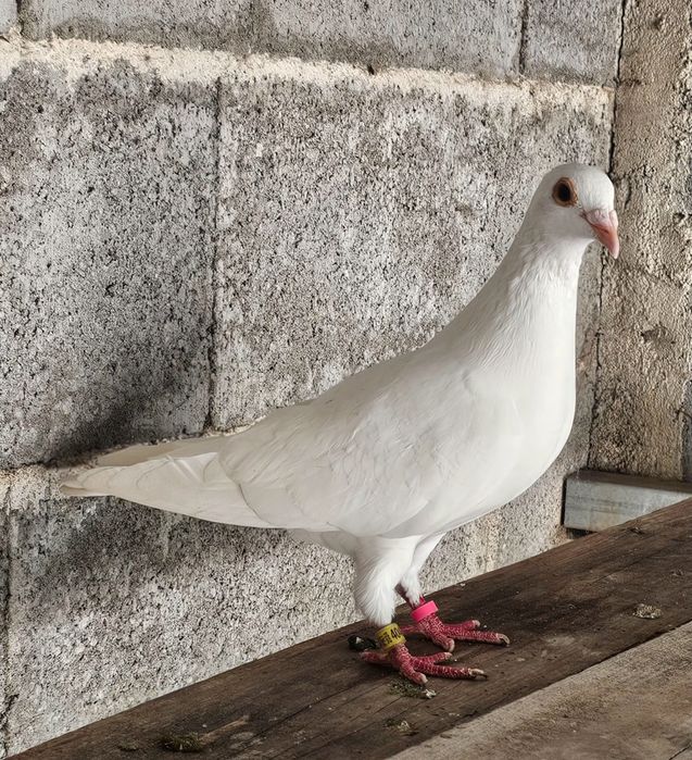 Pombas correias brancas