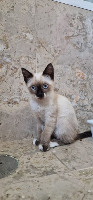 Nono- Gatinha bebé para adoção responsável