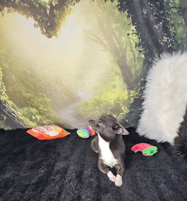 **Piesek 1,6 kg chihuahua niebieski z białym**