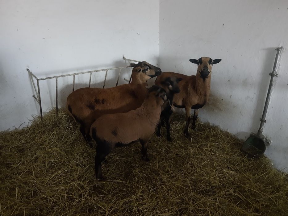 Młode barany kameruńskie