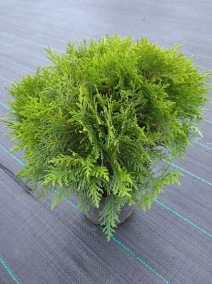 Туя західна Даніка, Глобоза