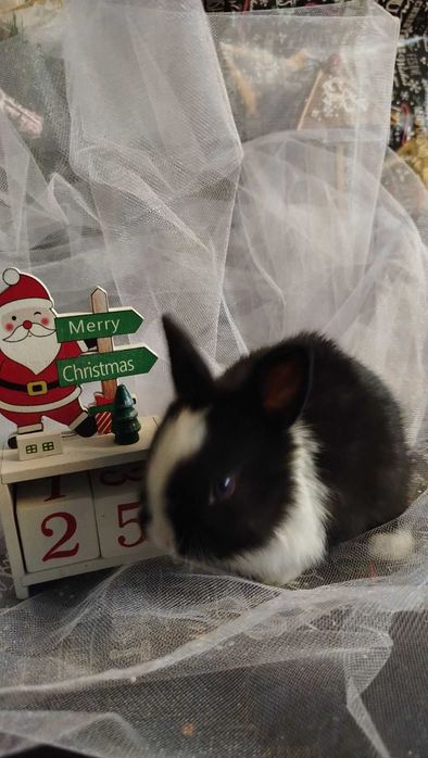 Кролики декоративні