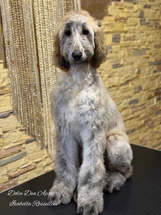 Щенки афганской  борзой