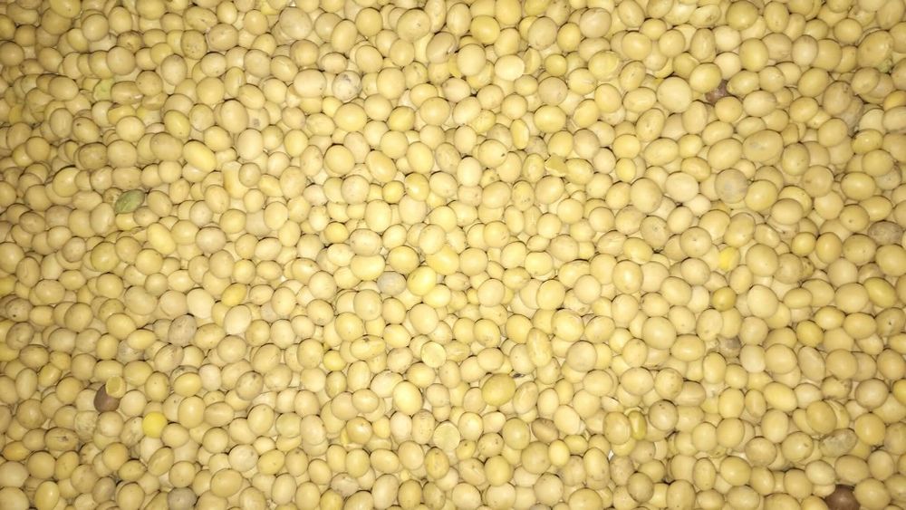 Sprzedam soję zbiór 2025