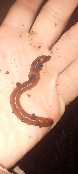 Дощовий хробакСтаратель