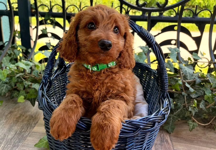 Śliczny Piesek Cockapoo F1B