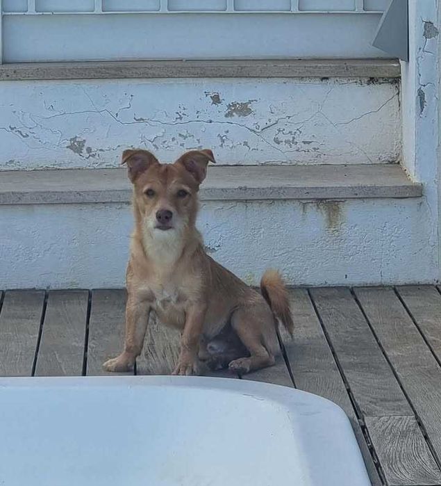 Jimmy, Cão 8 meses porte pequeno para adoção