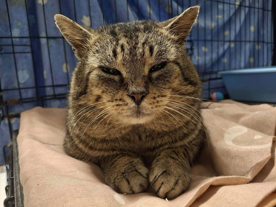 Kot Staś szuka domu